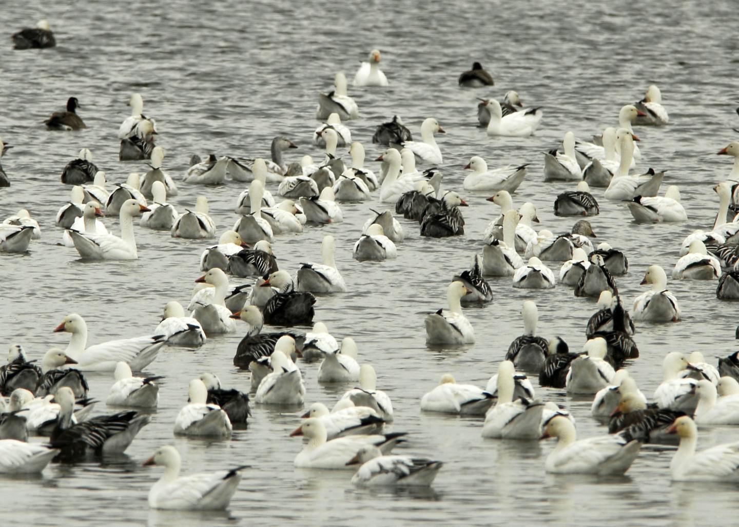 Snow geese on water
credit: Jim Williams