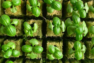 Joel Love and Andrew Rescorla of Urban Greens bring herbs and microgreens to Twin Cities cooks and restaurants all year long. Provided photo