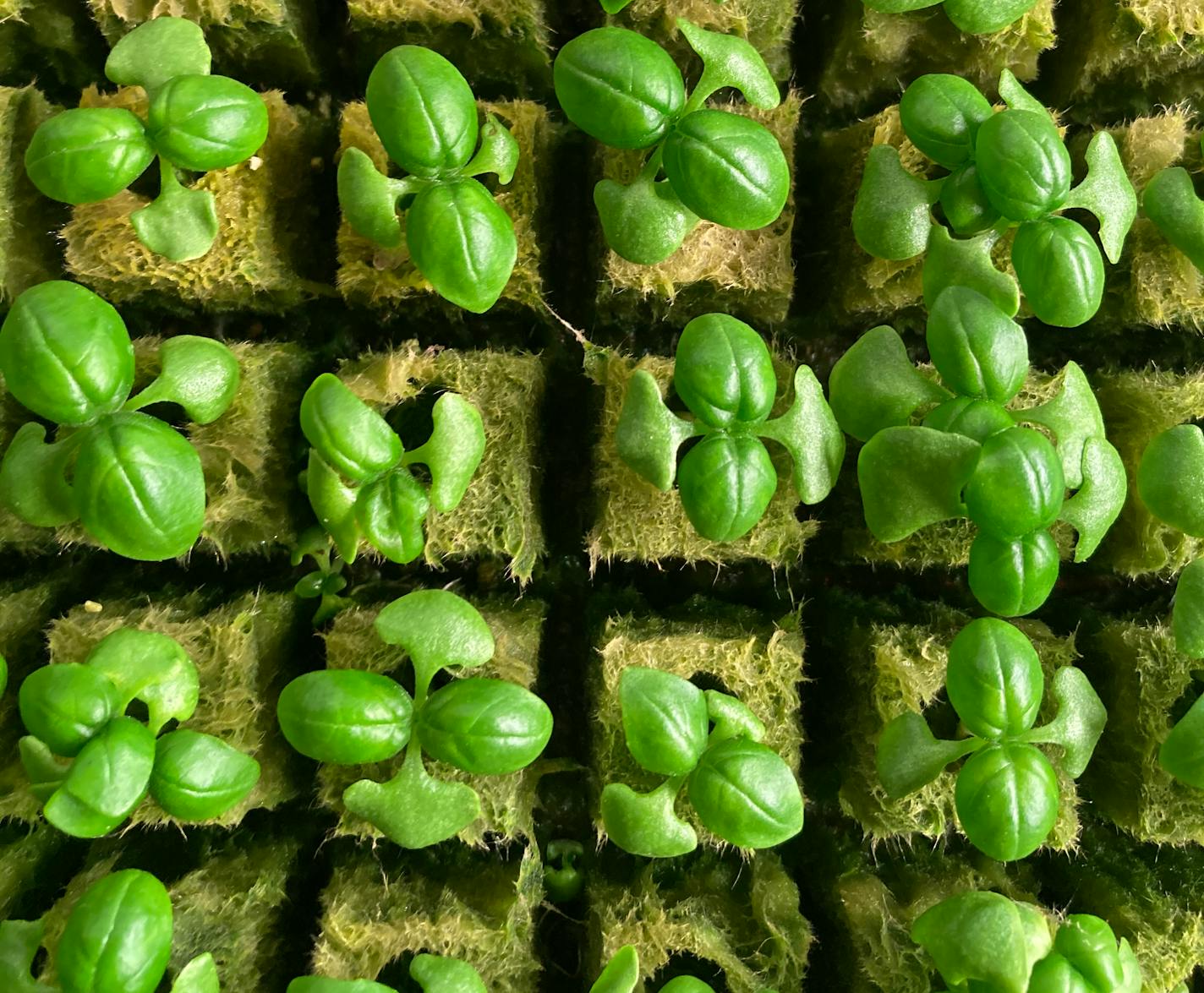 Joel Love and Andrew Rescorla of Urban Greens bring herbs and microgreens to Twin Cities cooks and restaurants all year long. Provided photo