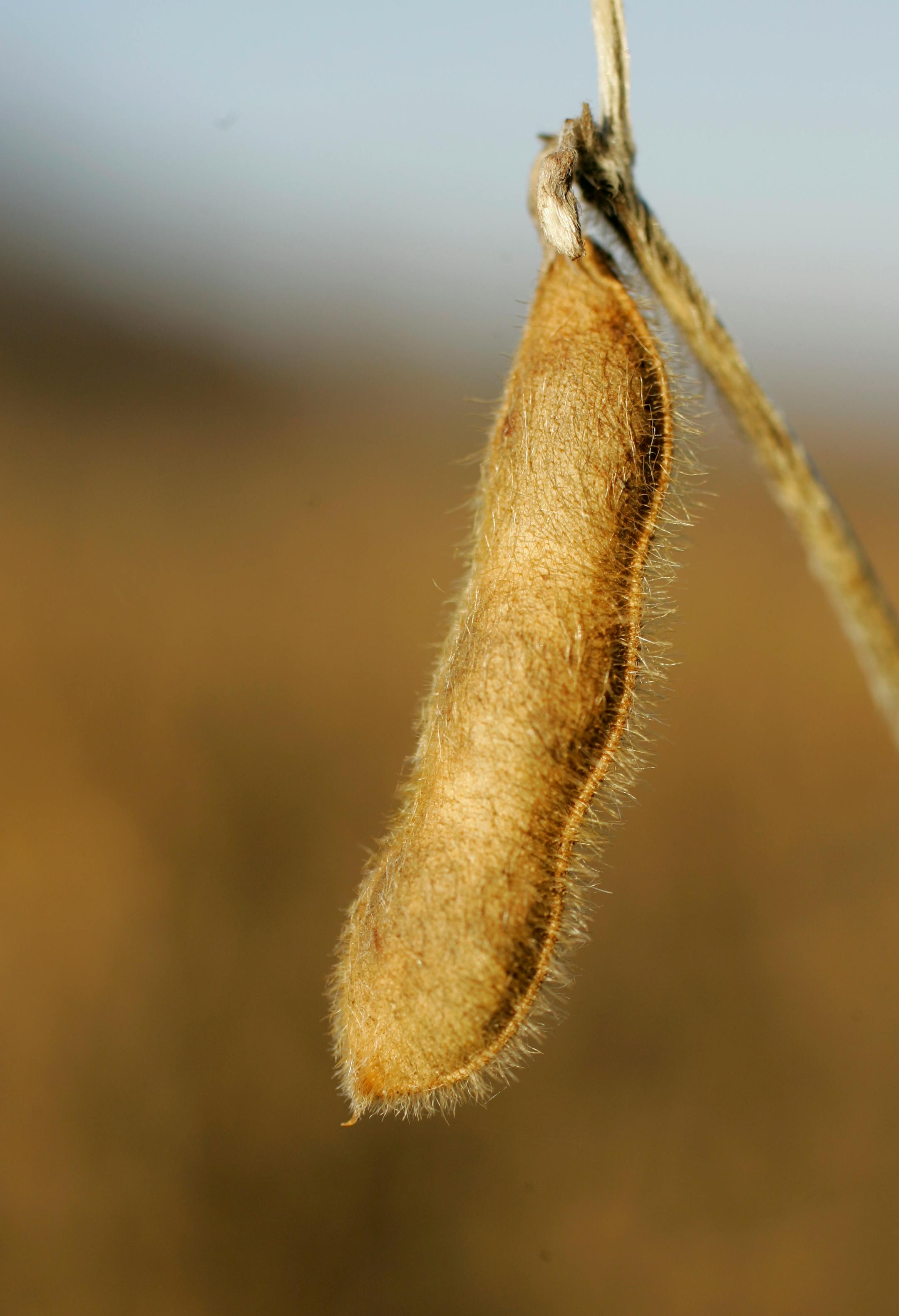 A soybean pod dried in a Maryland farmer's field. Soybean planting is expected to be up 18 percent in 2008.