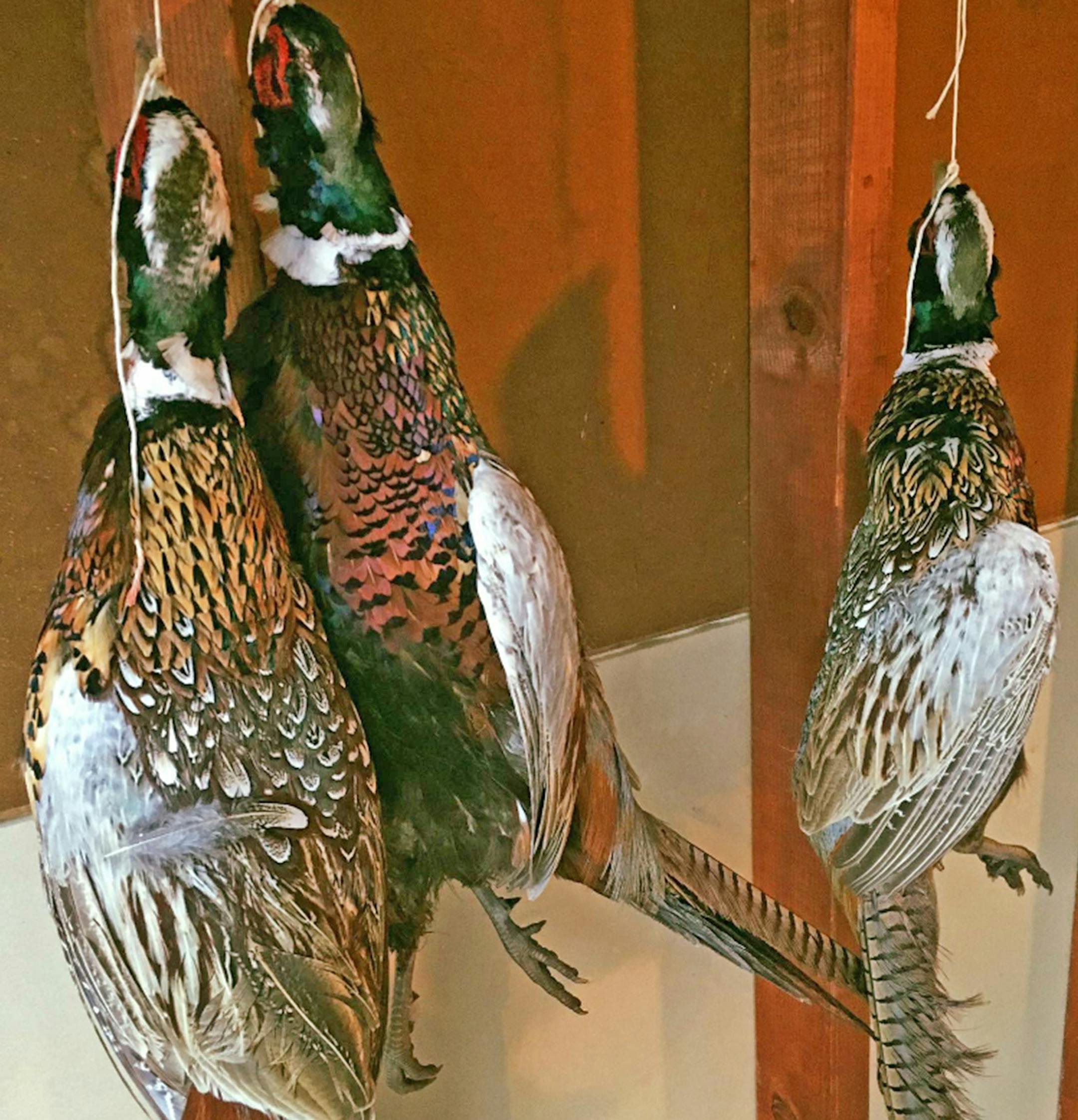 A delectible game bird, the pheasant, properly prepared, can provide a tasty holiday feast.