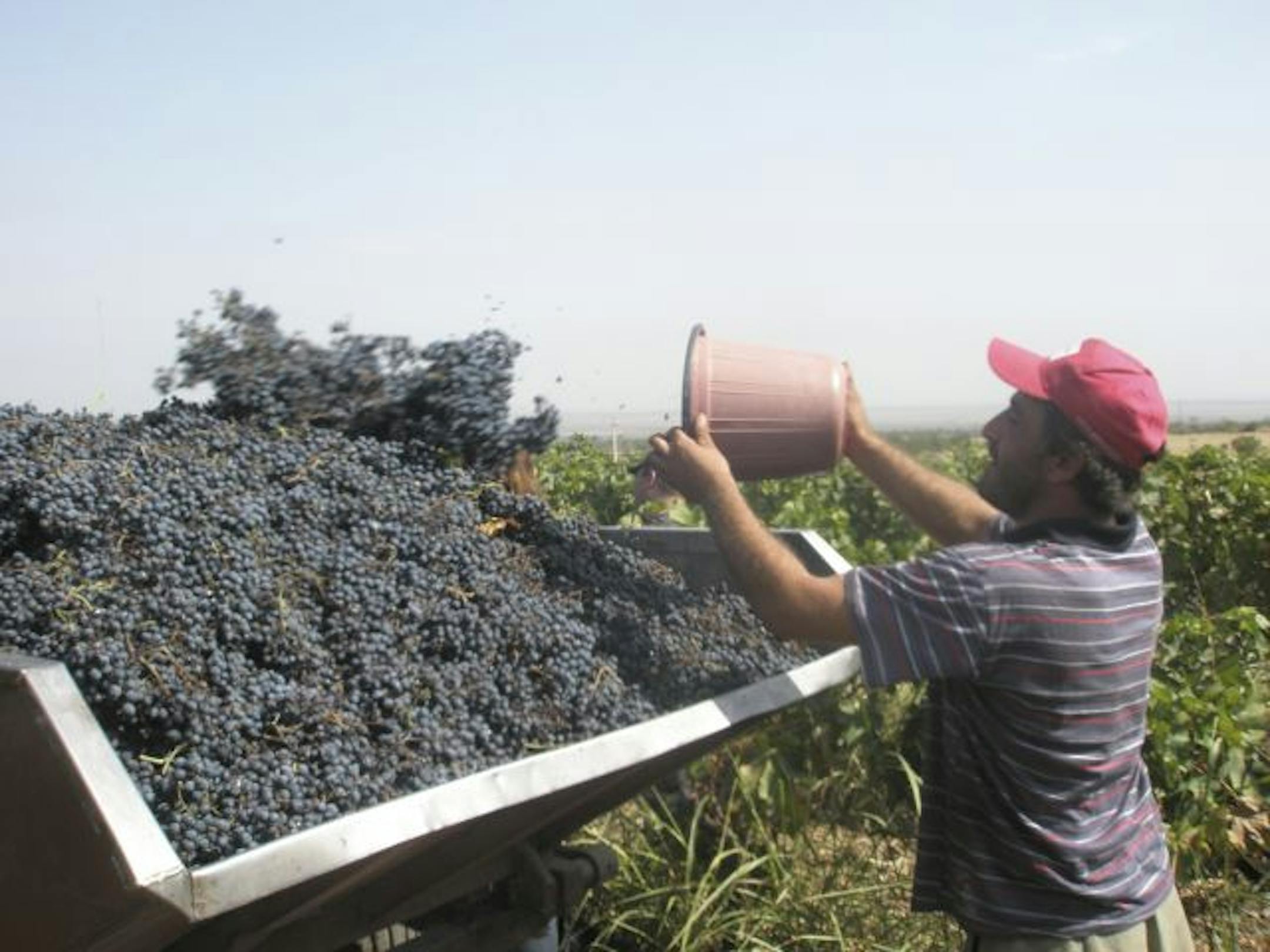A worker tosses grapes onto a trailer at a winery near Sighnaghi in the republic of Georgia.