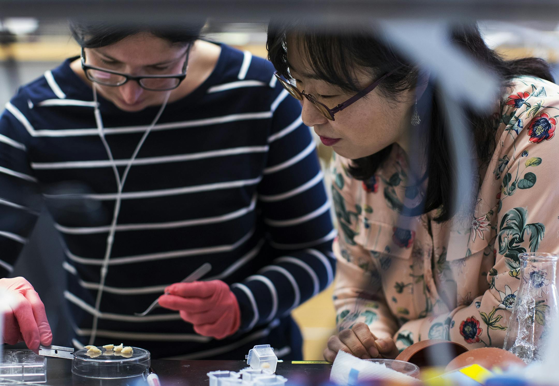 Genetic specialist Soo-Kyung Lee, right, examines mouse brains in her lab at Oregon Health and Science University in Portland, Ore., May 24, 2017. Balancing the missions of science and motherhood, Lee, who had worked with the FOX family of genes for years, began doing what she is uniquely positioned to do: aiming her research squarely at her daughterís disorder. (Ruth Fremson/The New York Times)