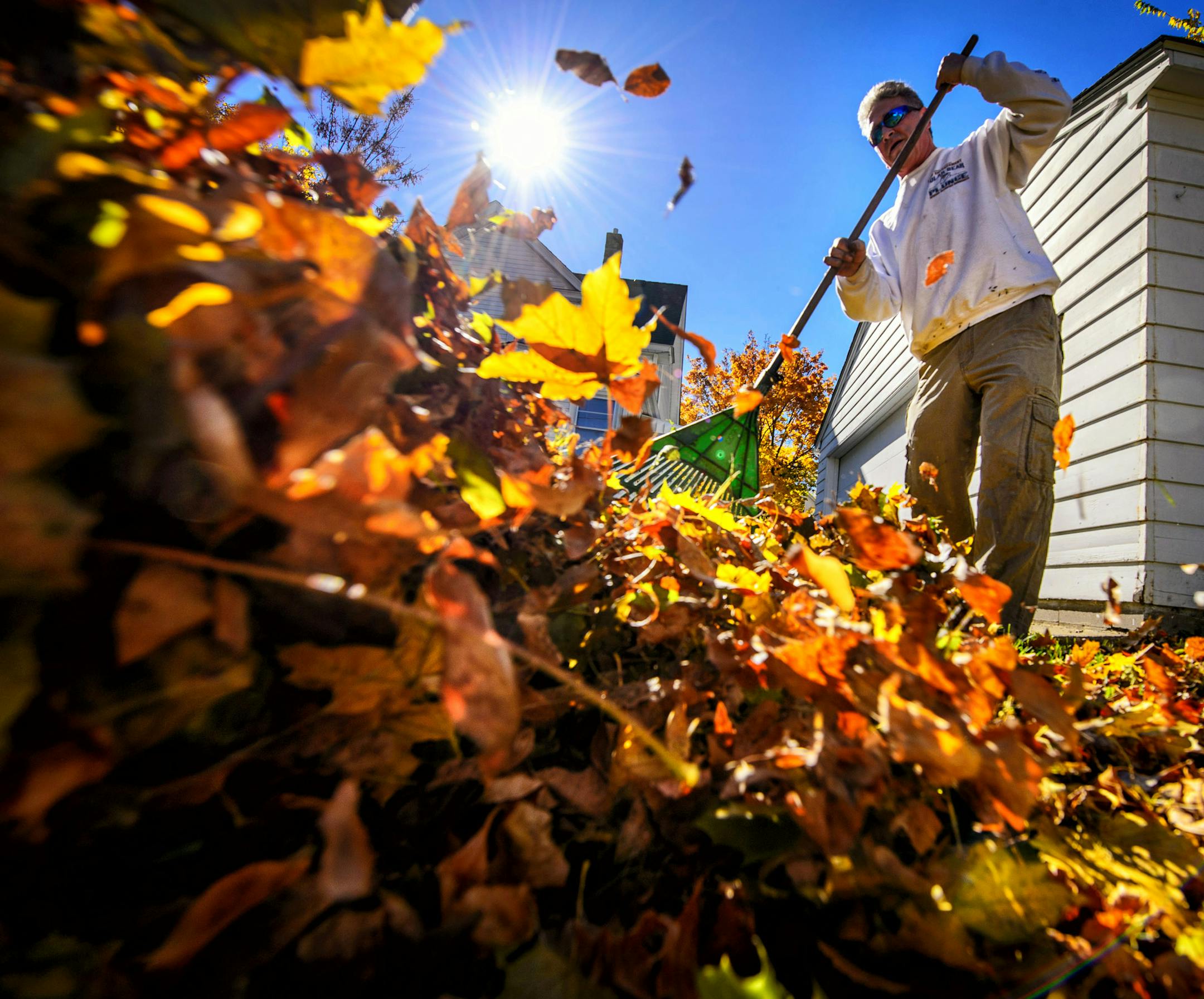 Today's fall colors will certainly become tomorrows raking projects. Here Dennis Sweeney rakes a neighbor's yard along Victoria St., one of St. Paul's many colorful tree-lined streets. ] GLEN STUBBE * gstubbe@startribune.com Wednesday October 15, 2014
