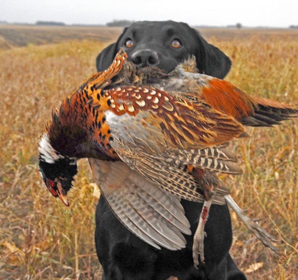 Duke, a black Labrador, in Yellow Medicine County with a rooster pheasant taken Saturday on the season's first day.