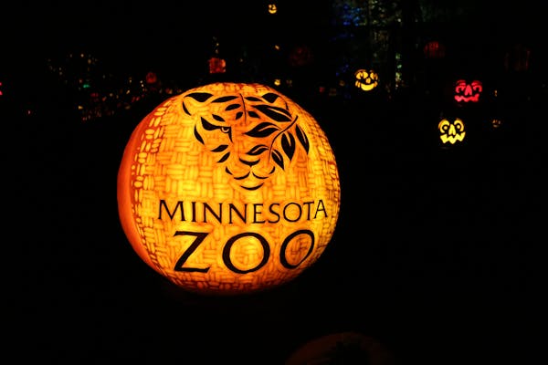 The Minnesota Zoo hosts the Jack-O-Lantern Spectacular each year with intricately carved pumpkins.