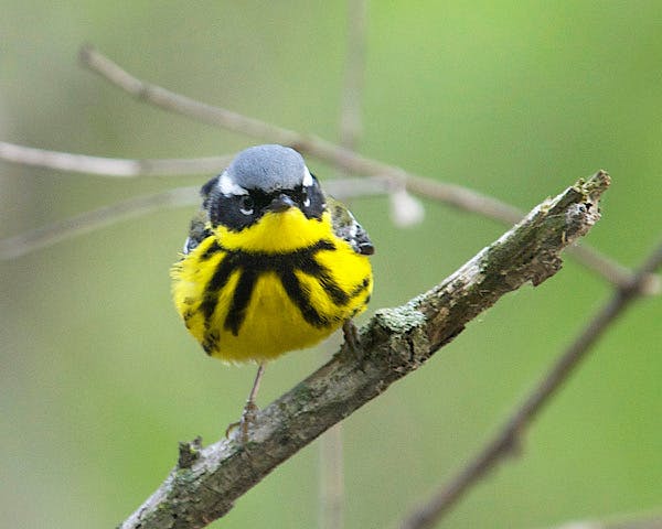 A magnolia warbler, one of the most beautiful warblers, overwinters from the southern U.S., to Mexico, south in Central America to Panama and in the C
