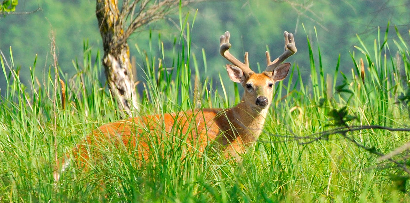 By early July the velvet covered antlers of whitetails are roughly about half grown. Note the bulbous shape of the growing tines.