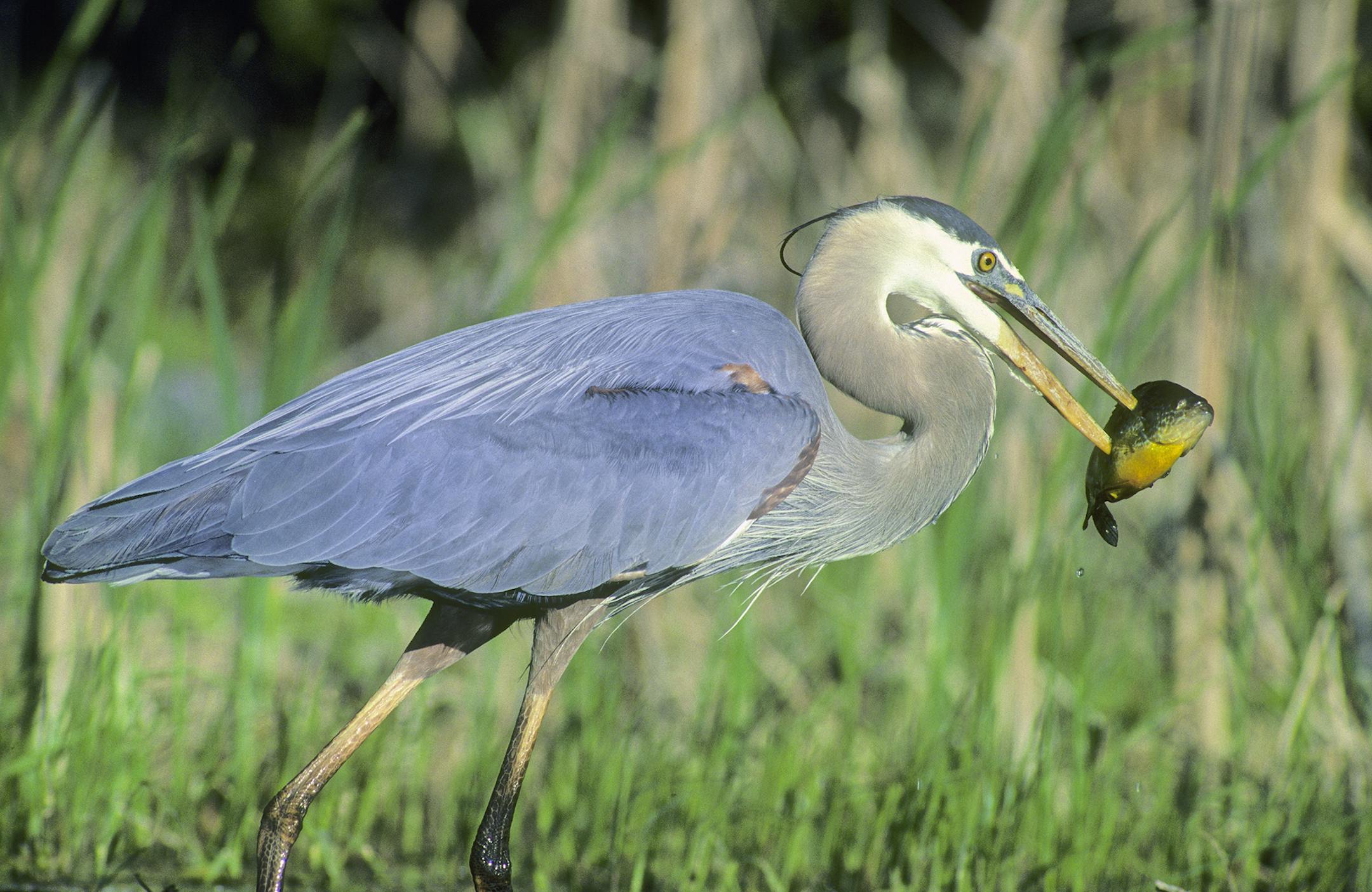 DO NOT USE. ONE-TIME ONLY WITH BILL MARCHEL COPY. Photo by Bill Marchel. This great blue heron just captured a sunfish. The long-legged wading birds are a favorite sight for many boaters.
