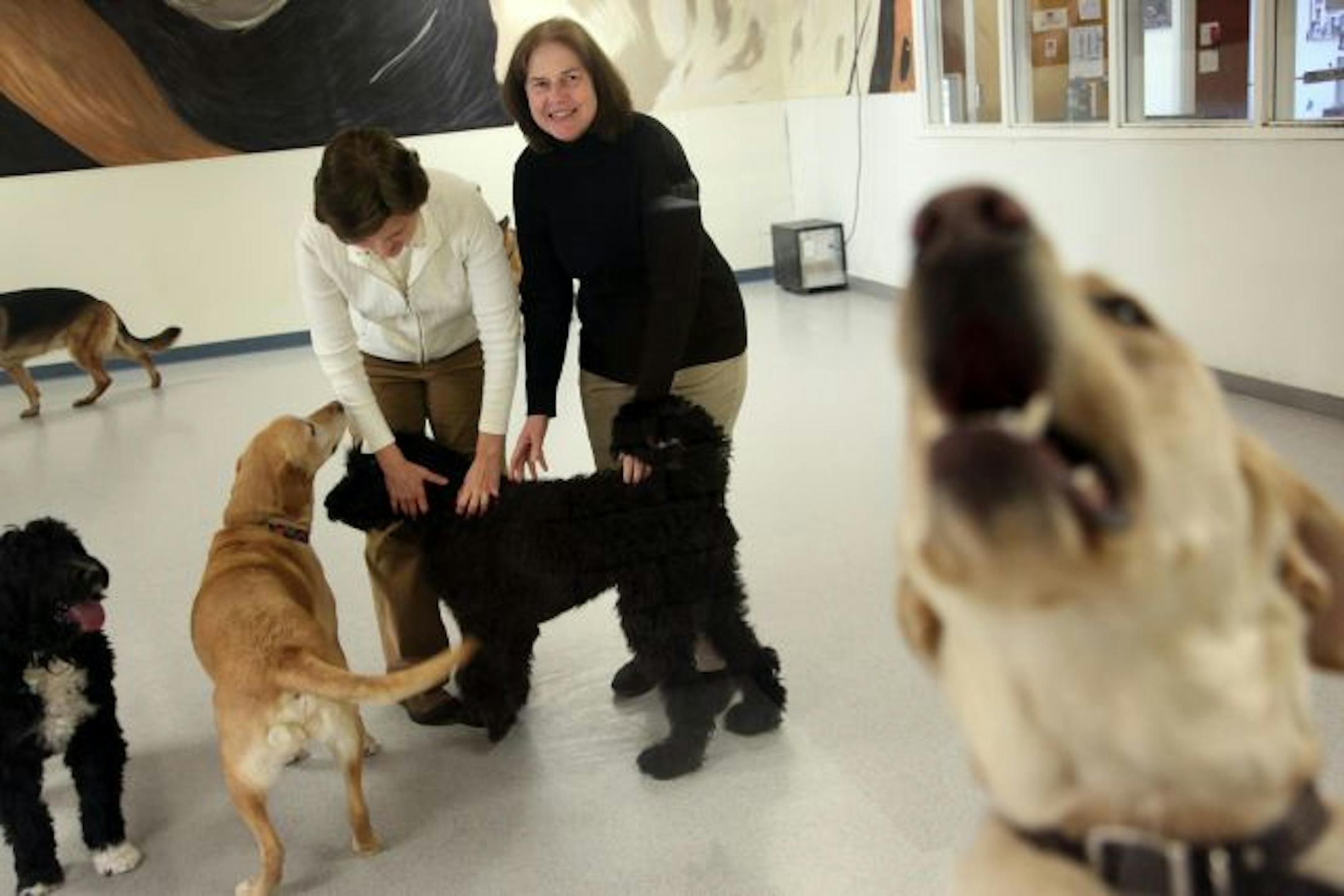 Animal communication specialist Ilga Cimbulis, right, and touch specialist Patti Anderson have different but complementary ways of calming dogs and their owners.