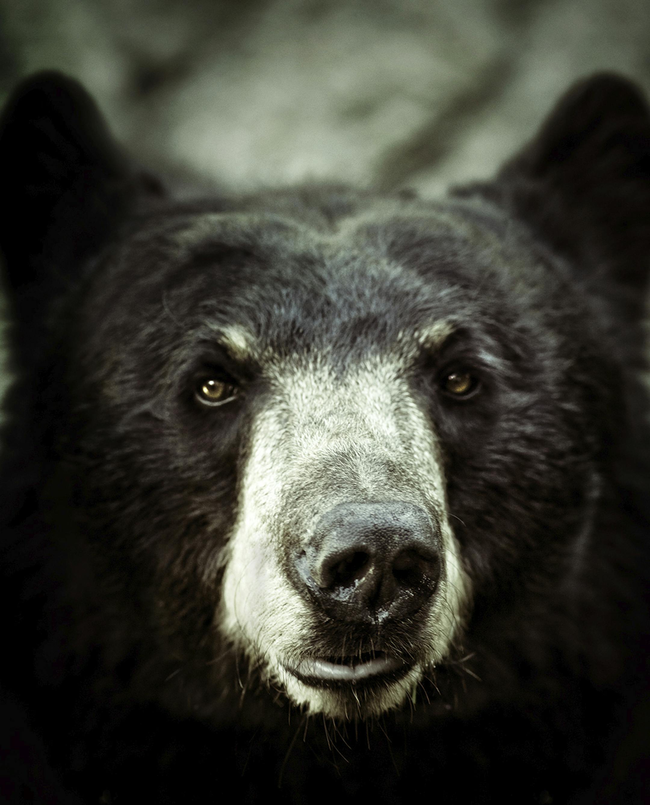 istock Black bear
