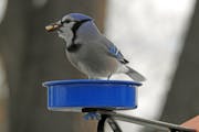 Photo by Rich Carlson—ONE TIME USE ONLY WITH VAL COLUMN, This blue jay will attempt to hide his peanuts away from prying eyes.