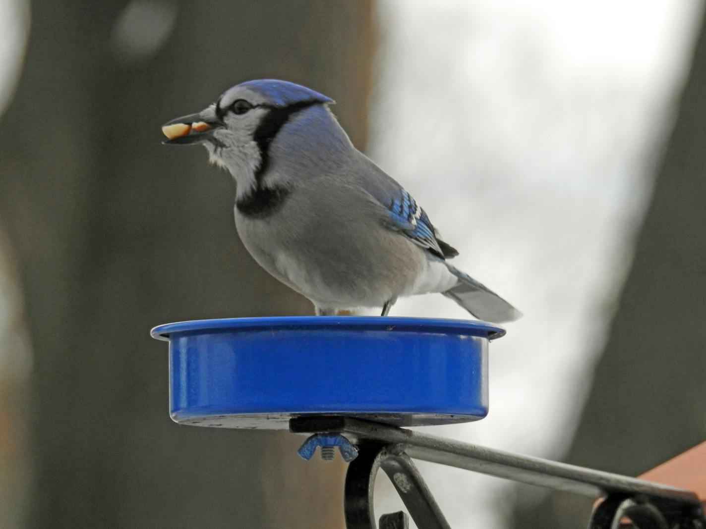 Photo by Rich Carlson—ONE TIME USE ONLY WITH VAL COLUMN, This blue jay will attempt to hide his peanuts away from prying eyes.