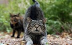 Cat Yoga is a thing, and it's come to Minnesota. (Kevin Tanaka/Chicago Tribune/TNS) ORG XMIT: MIN1610310009400979