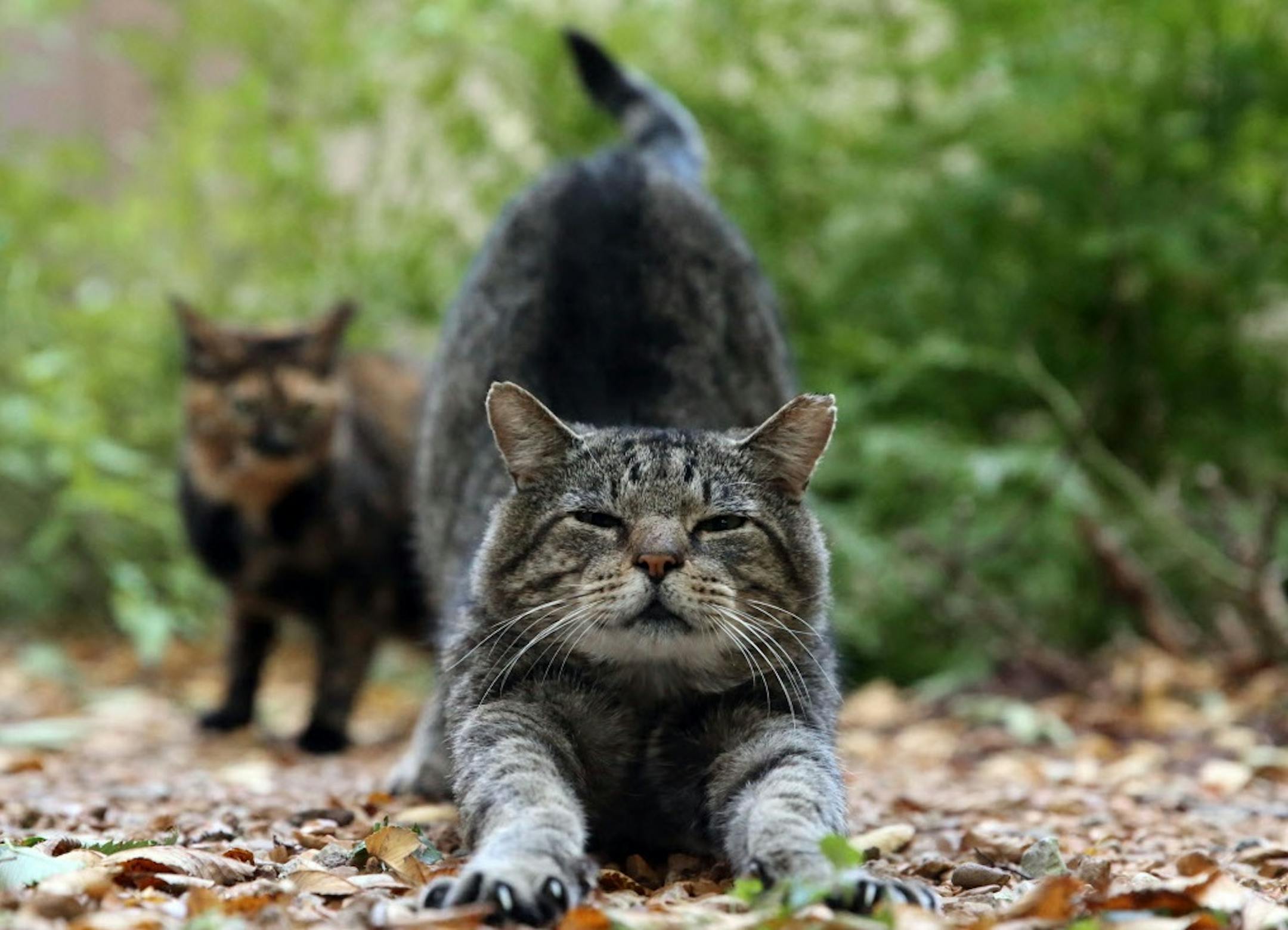 Cat Yoga is a thing, and it's come to Minnesota. (Kevin Tanaka/Chicago Tribune/TNS) ORG XMIT: MIN1610310009400979