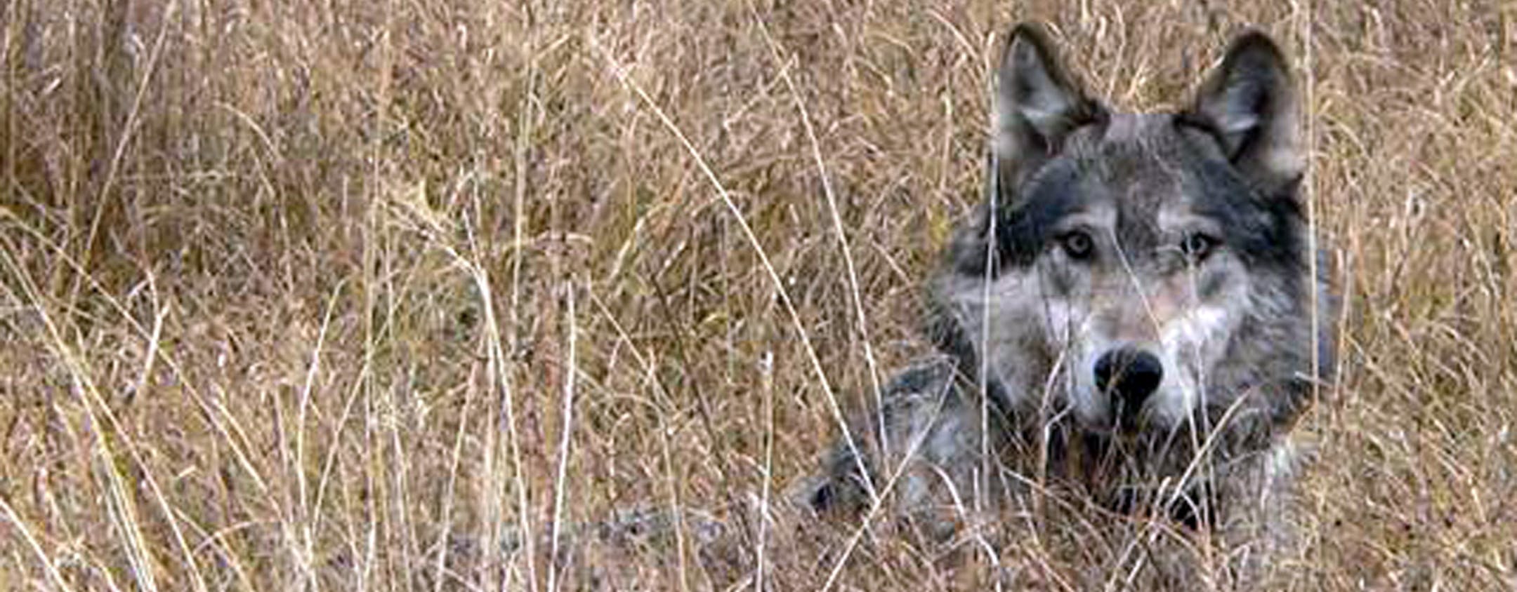 This undated image provided by Montana Fish Wildlife and Parks shows a wolf in Montana. Facing mounting pressure from Congress, wildlife advocates and the U.S. Department of Interior on Friday March 18, 2011 reached an agreement to lift gray wolf protections in Montana and Idaho and allow hunting of the predators to resume.(AP Photo/Montana Fish Wildlife and Parks) ORG XMIT: MIN2013072918003984