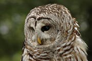 A barred owl. 