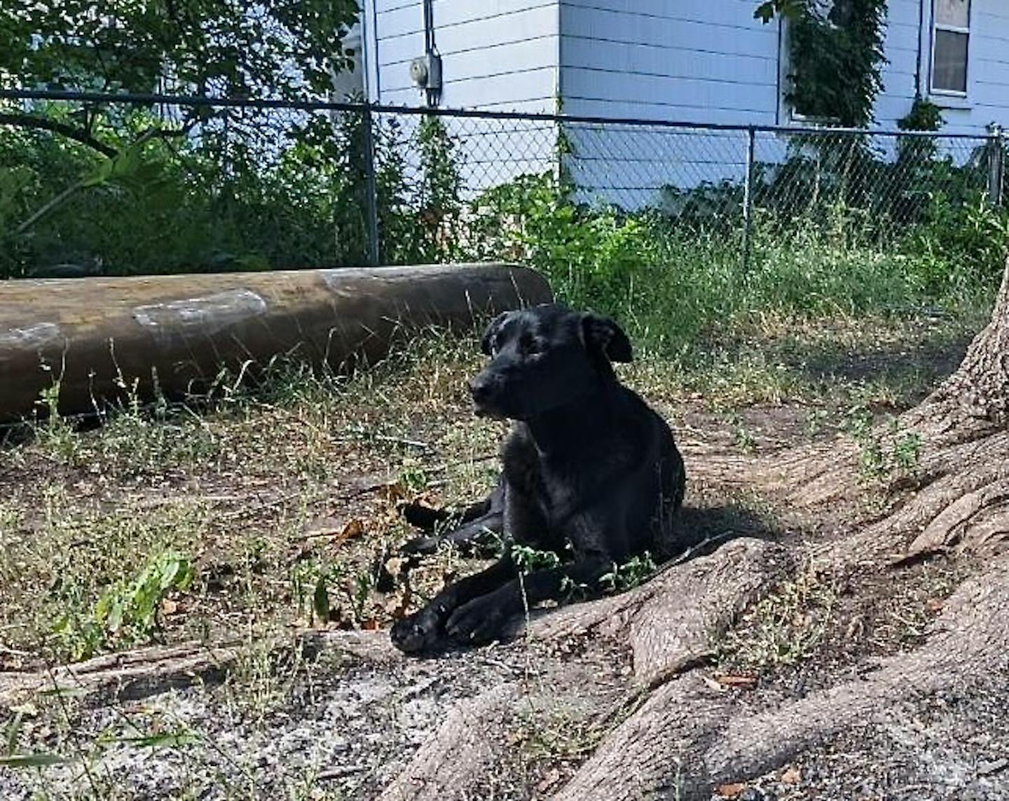 Found 2024 black lab