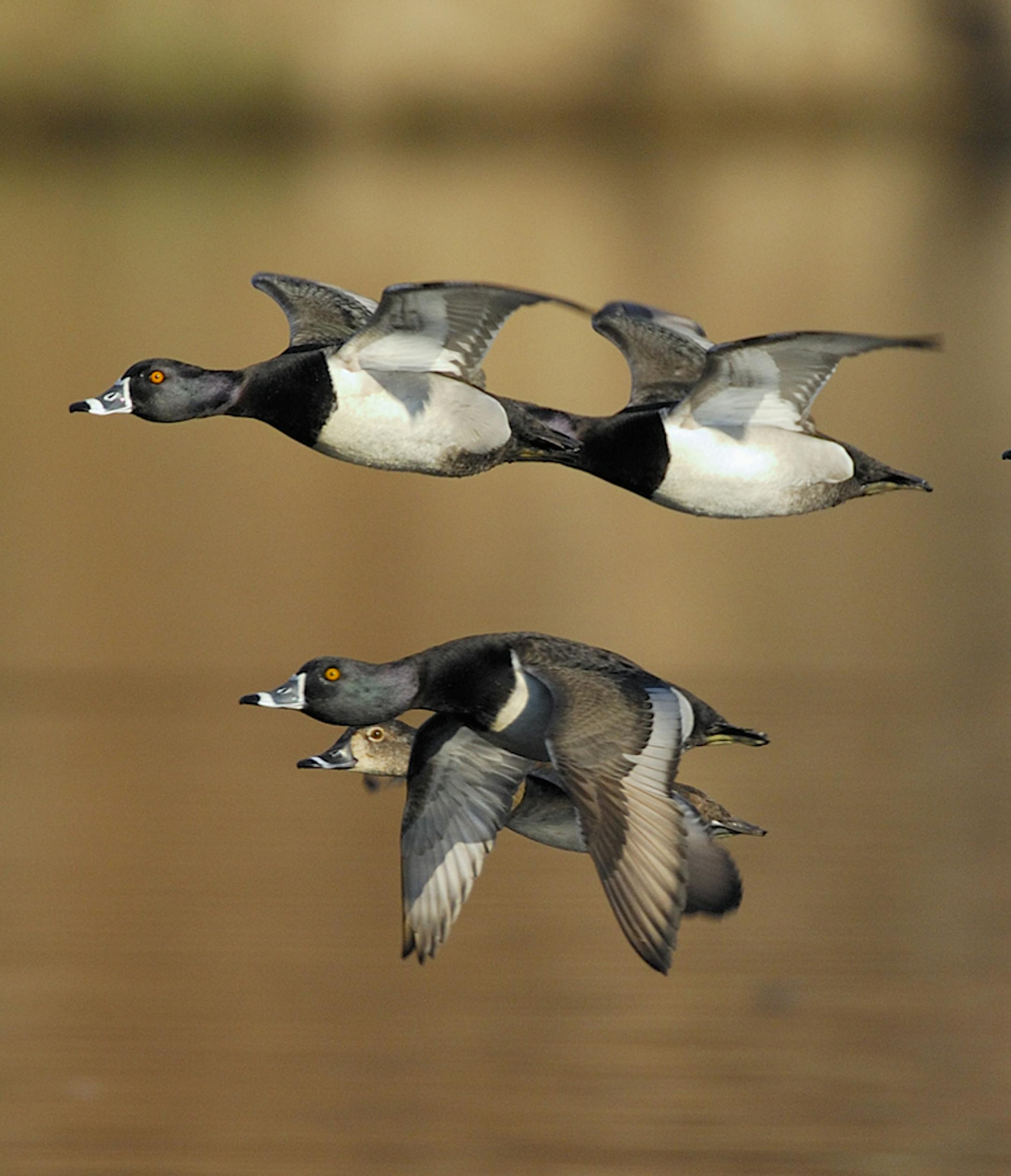 Ring-necked ducks, often called 'ringbills' for obvious reasons, are the fourth most common duck in Minnesota hunters' opening day bags.