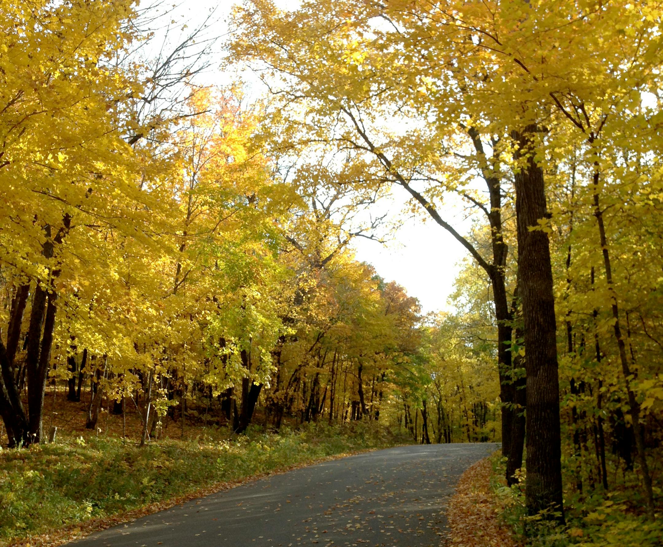 ) Maplewood State Park, seven miles east of Park Rapids, features 9,200 awe-inspiring acres, including eight lakes. ] Gail Rosenblum
