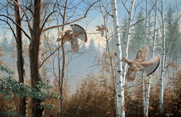 Birds are plentiful in "Three Birds Up — Ruffed Grouse," painted by Minnesota wildlife artist David A. Maass.