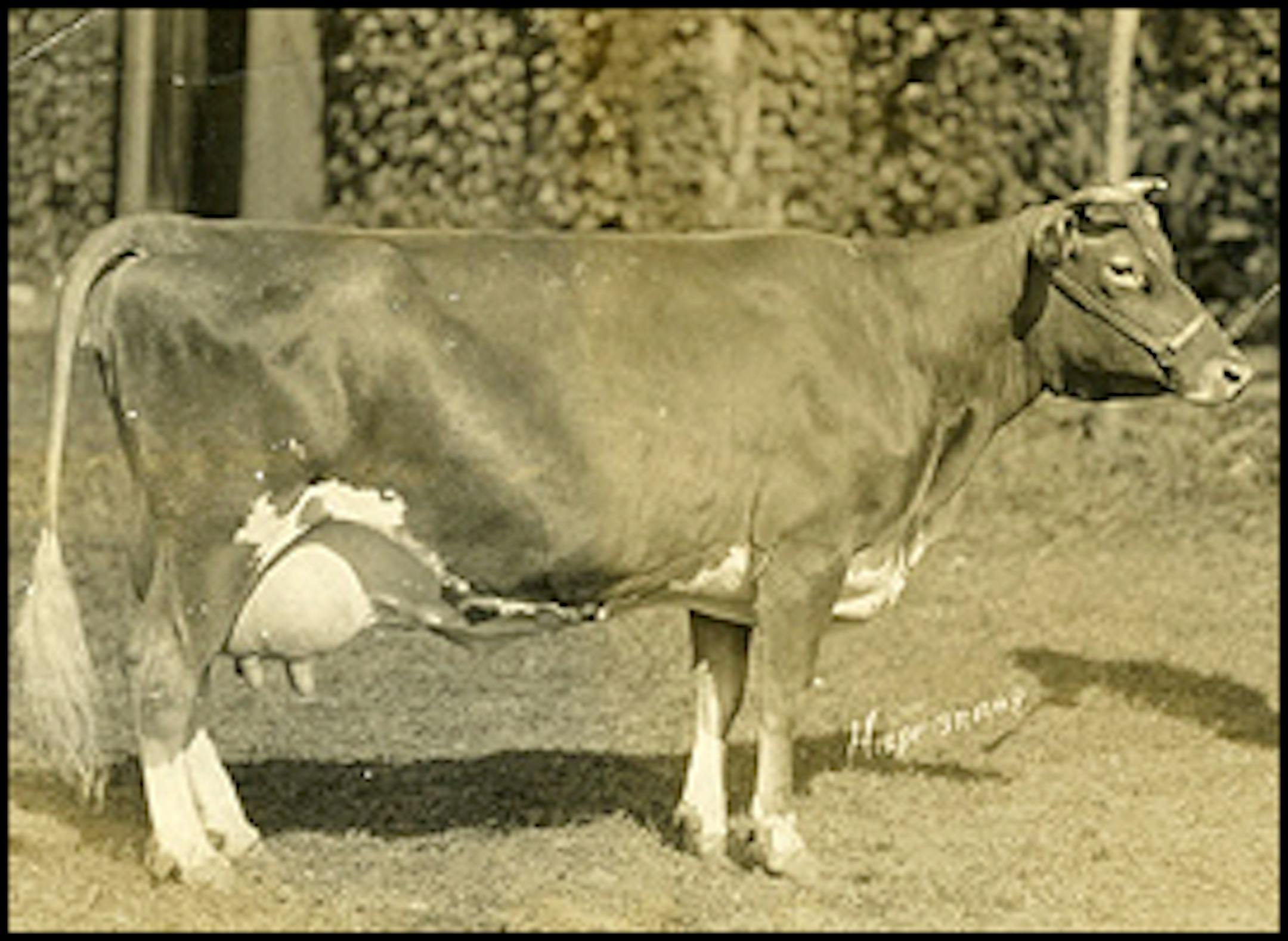 Hint: This is a Guernsey. Count its legs. (Photo courtesy mnhs.org)