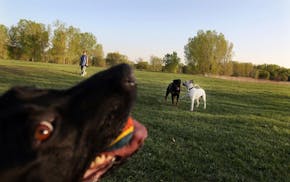 Sadie smiled for the camera and showed off her ball at the Brookdale Park off-leash dog area. It's one of three new dog parks in the north-metro area 