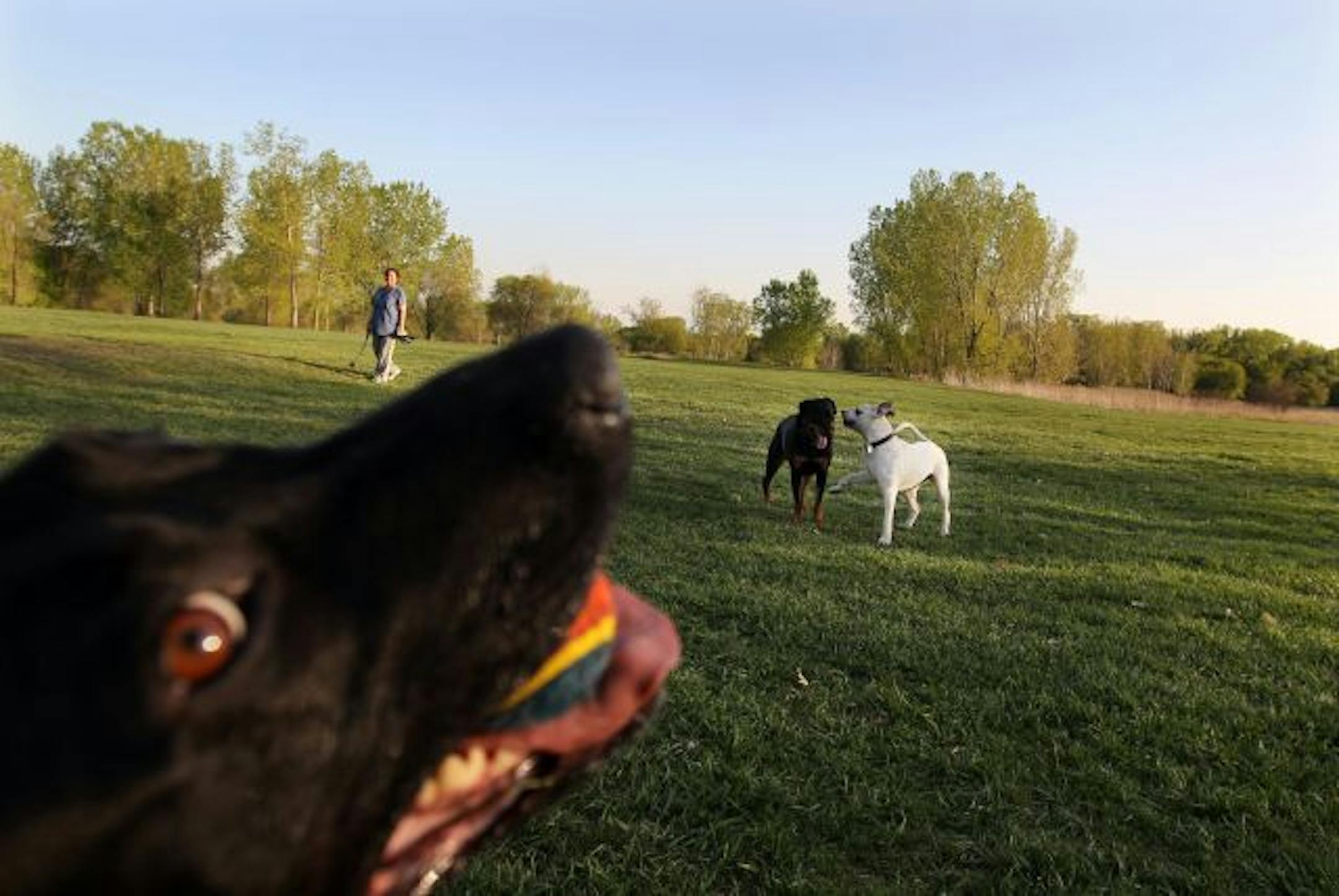 Sadie smiled for the camera and showed off her ball at the Brookdale Park off-leash dog area. It's one of three new dog parks in the north-metro area of New Hope and Brooklyn Park. Both cities ran year-long tests of their parks and had great response from dog owners and neighbors. In the background, Debbie Hooten watched her dog Bailey play with Otto (the white dog), owned by Renee Thomas.
