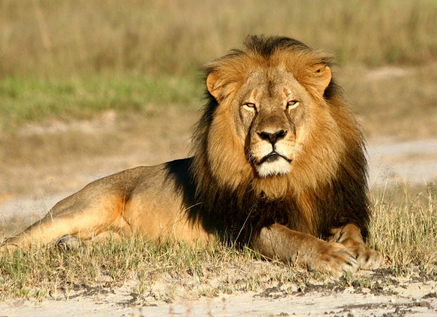 In this undated photo provided by the Wildlife Conservation Research Unit, Cecil the lion rests in Hwange National Park, in Hwange, Zimbabwe. Two Zimbabweans arrested for illegally hunting a lion appeared in court Wednesday, July 29, 2015. The head of Zimbabwe&#xcc;s safari association said the killing was unethical and that it couldn&#xcc;t even be classified as a hunt, since the lion killed by an American dentist was lured into the kill zone. (Andy Loveridge/Wildlife Conservation Research Unit