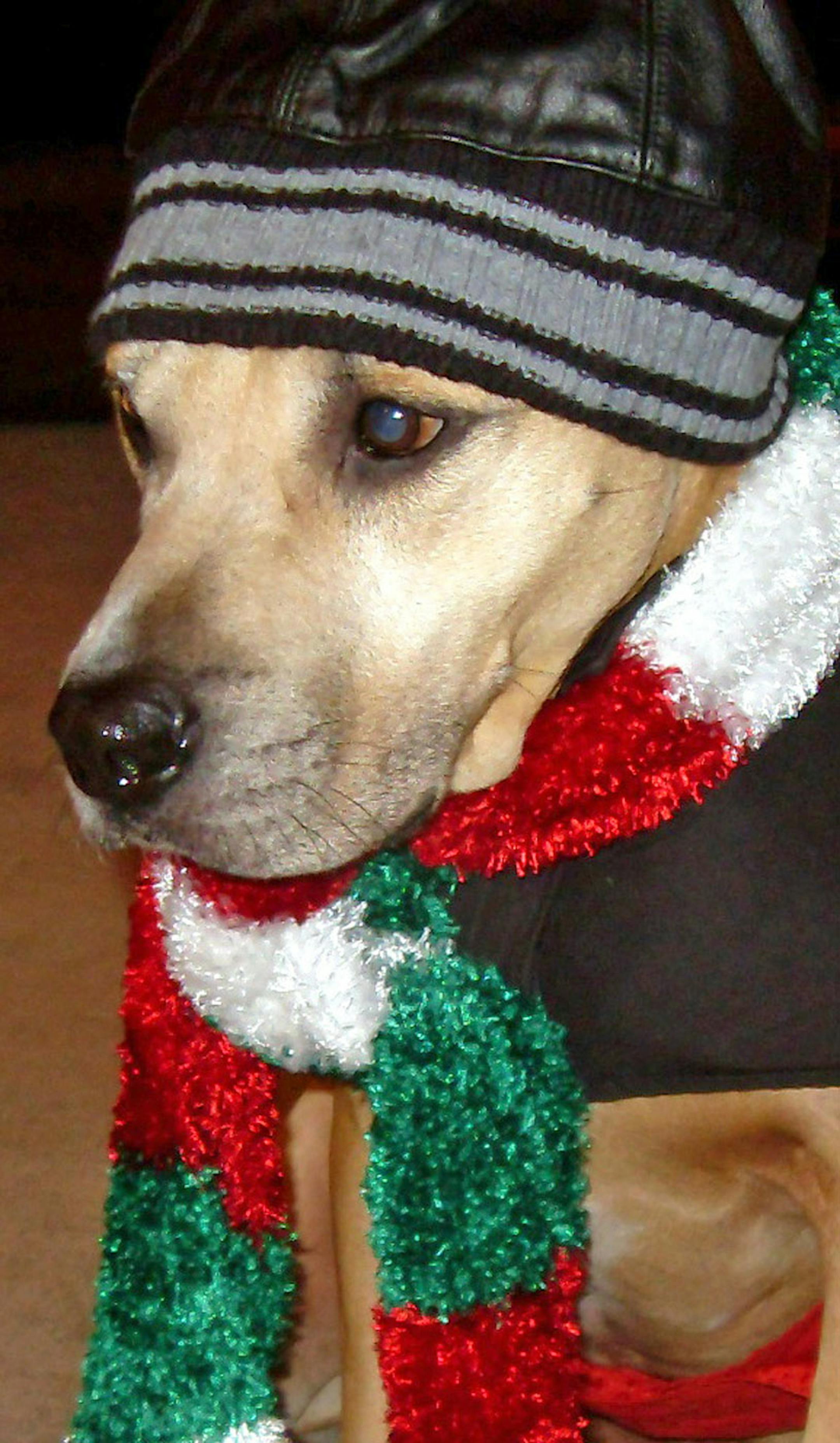 winter fashion for dogs