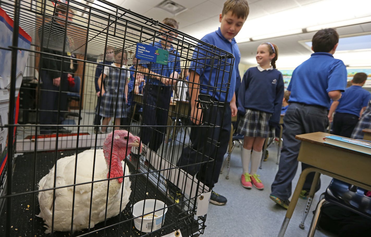 Fourth-graders from Nativity of Our Lord School in St. Paul walked past one of the turkeys from this year&#x2019;s presidential flock at the John Burkel turkey farm in Badger, Minn. One bird will selected to be pardoned by President Obama at the White House.