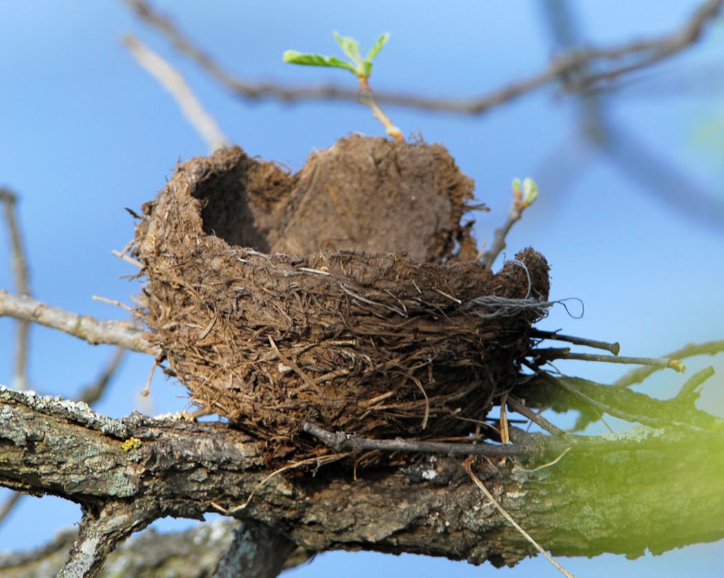 A robin’s mud-based nest.