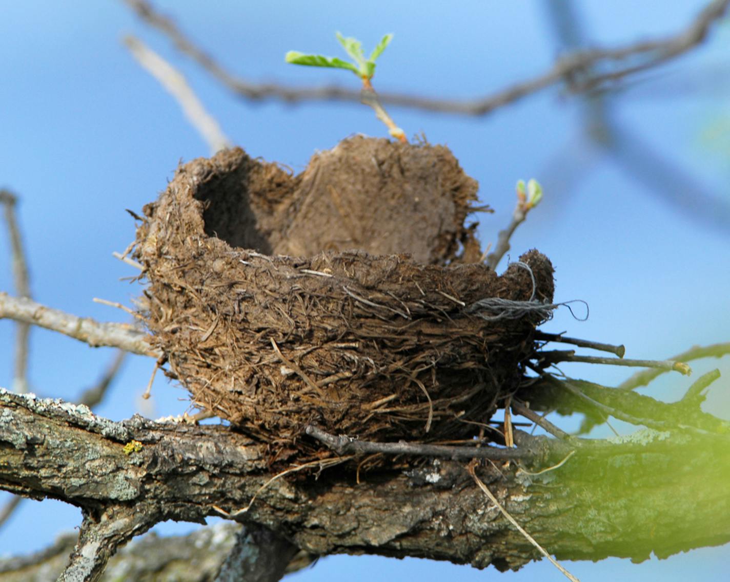 A robin's nest perched on a tree branch.