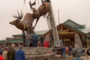 Cabelas super storte in Owatonna Mn -- cabe2.17868 - exterior of Cabela�s - during the installation an 8 ton bronze sculpture of two whitetail bucks