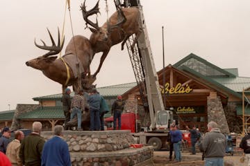 Cabelas super storte in Owatonna Mn -- cabe2.17868 - exterior of Cabela�s - during the installation an 8 ton bronze sculpture of two whitetail bucks