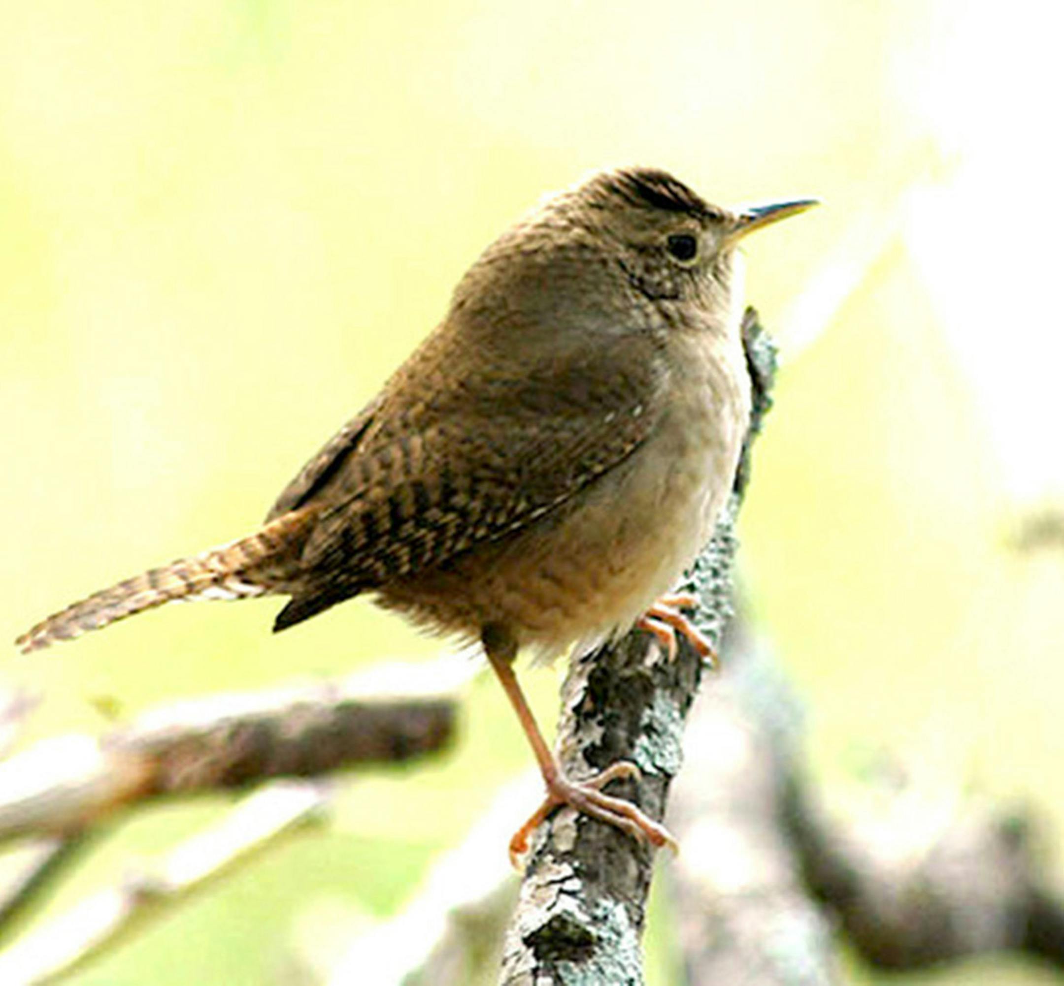 House wren perched on a tree branch.