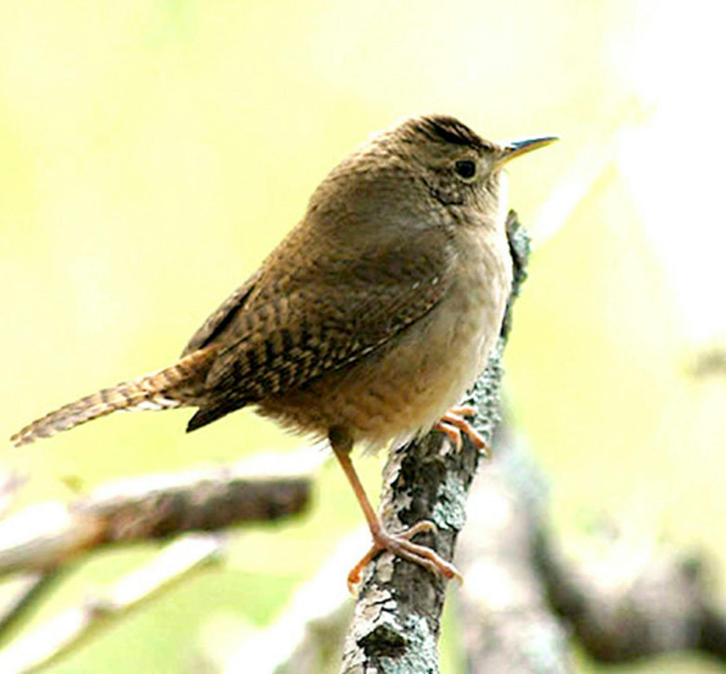 House wren perched on a tree branch.