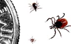 Blacklegged ticks have three life stages: larva (bottom), nymph (left), and adult.