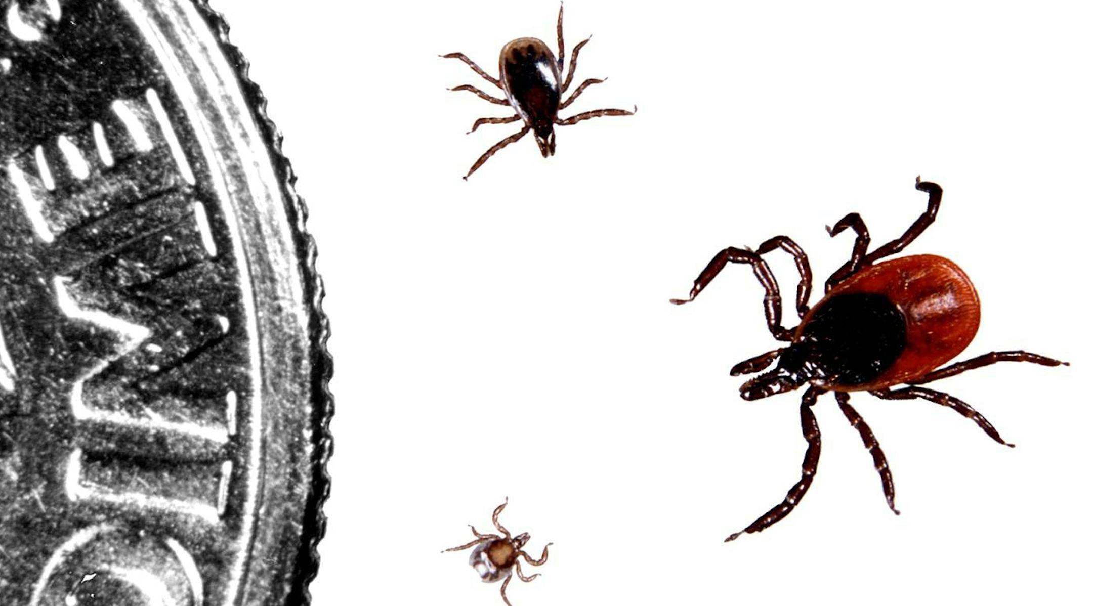 Blacklegged ticks have three life stages: larva (bottom), nymph (left), and adult.