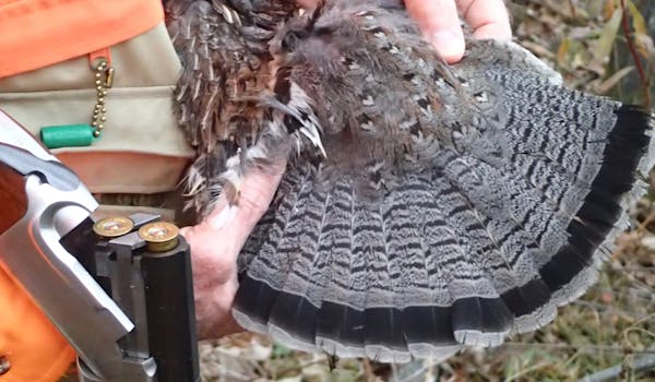 This gray phase grouse was one of a handful flushed in a few hours last week by Bill Marchel and Dennis Anderson.