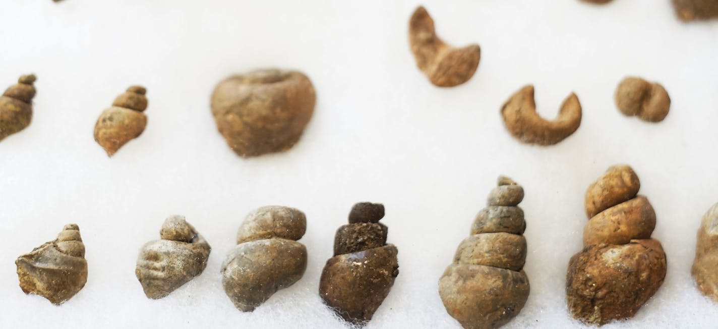 At the Minnesota Science Museum, Paleontologist have uncovered these snail fossils at the former industrial site in Hill Annex Mine State Park. ] Richard Tsong-Taatarii/rtsong-taatarii@startribune.com