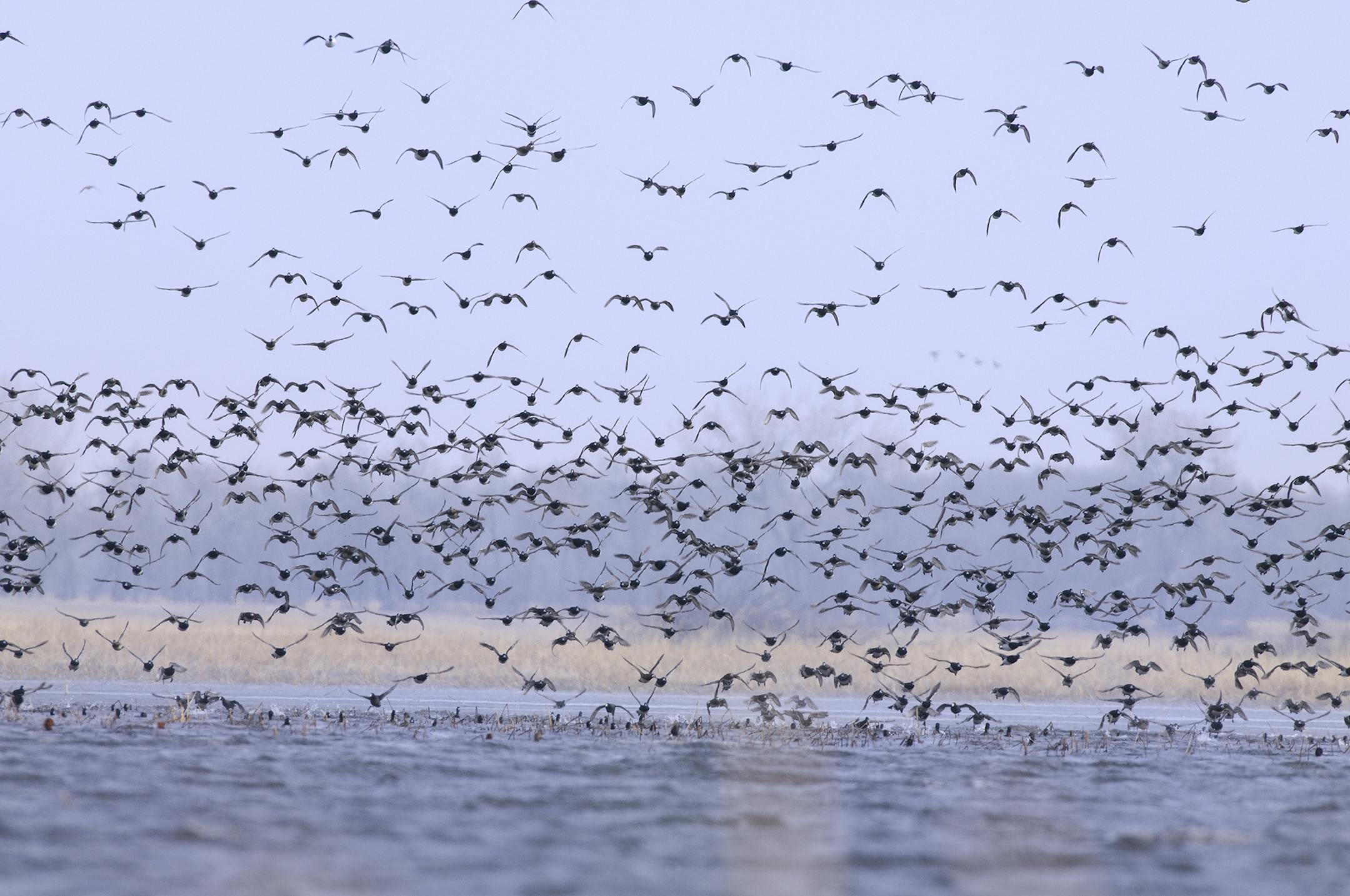 A huge flock of ducks, mostly lesser scaup, take flight from a marsh during spring migration.