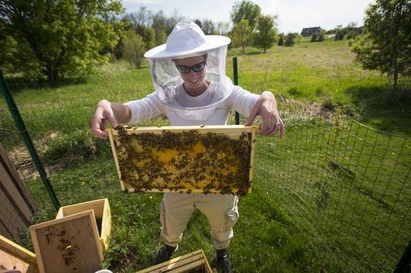 Molly Foss lifted a frame from one of her and her husband's hives to check on the health and progress of her bees on Wednesday afternoon. ] Aaron Lavi