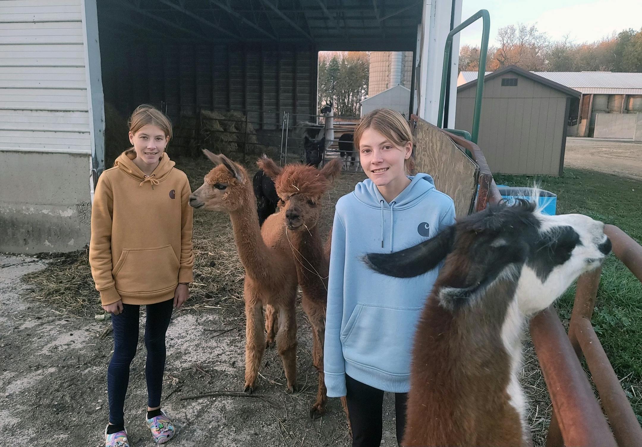 Amanda (left) and Ashley (right) Overgaauw, and a few of their alpacas, and Junior, the curious llama looking over fence. Oct. 13, 2022. Photo by Patrick Reusse.