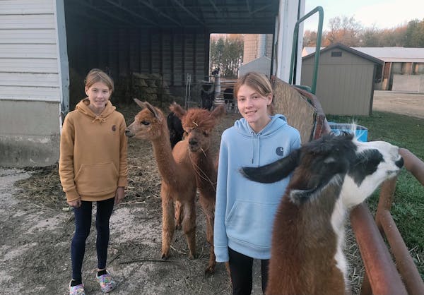 Reusse: Llamas, alpacas, triumph, tragedy. The Overgaauw twins run through it all