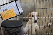 A dog that was awaiting adoption at Animal Care and Control in Minneapolis on May 25, 2023.