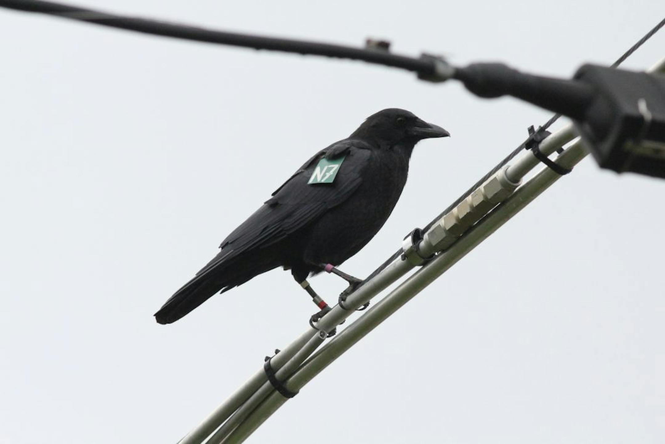 We can't tell much just by looking at this crow, but his tag tells the story: He's a two-year-old bird and is a big help to his parents.