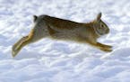 Forethought, as well as trial and error, allowed Marchel to capture this action photo of a cottontail rabbit on the run.