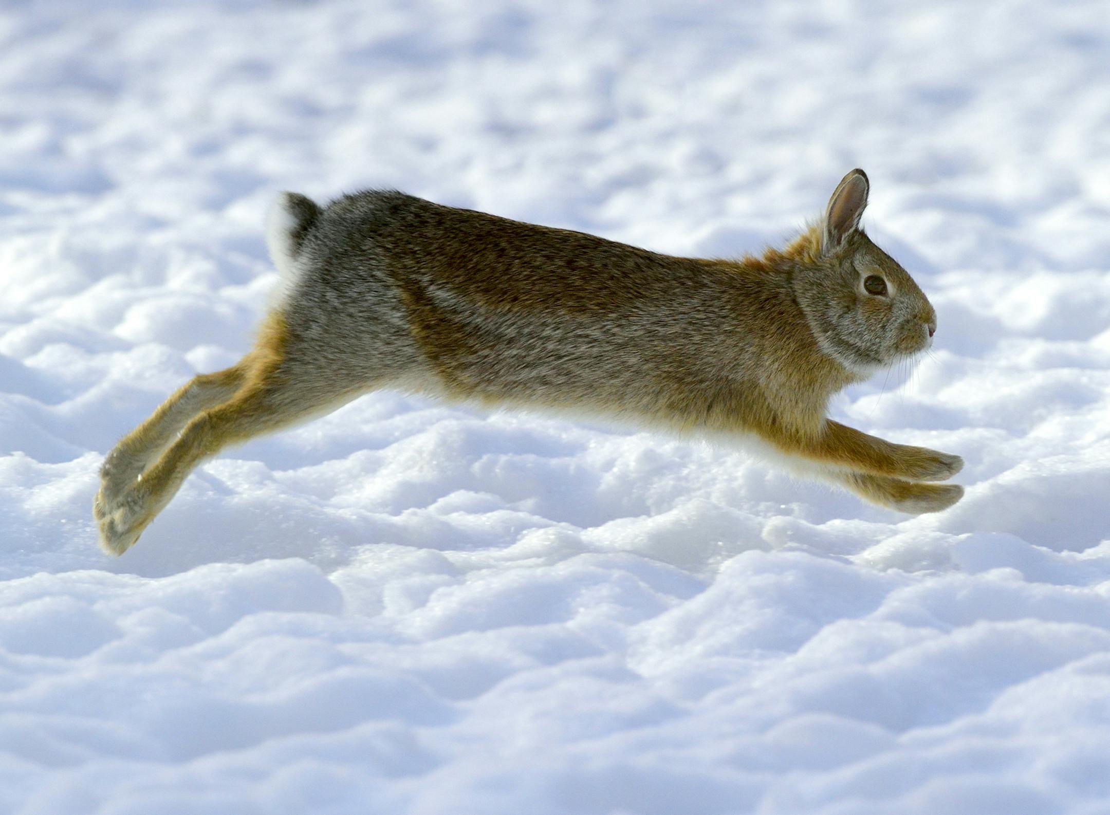 Forethought, as well as trial and error, allowed Marchel to capture this action photo of a cottontail rabbit on the run.