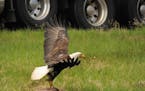 Bald eagle closes in for a roadside castoff. Edges of nature offer opportunity and danger for wildlife.